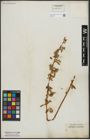Foto von Salix alba L.